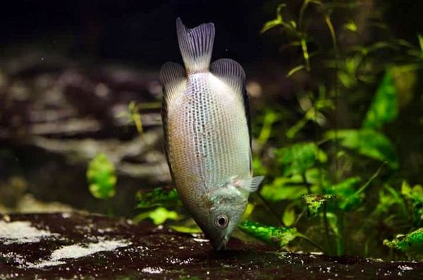 Guía completa para el cuidado de Kissing Gourami: un pez tropical como ningún otro