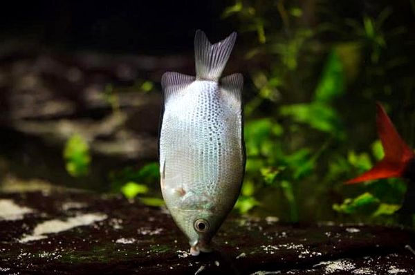 Guía completa para el cuidado de Kissing Gourami: un pez tropical como ningún otro