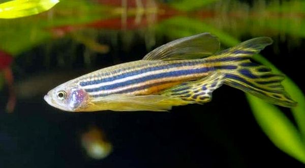 Guía de cuidado completo de Zebra Danio: ¿Es este pez adecuado para su tanque?