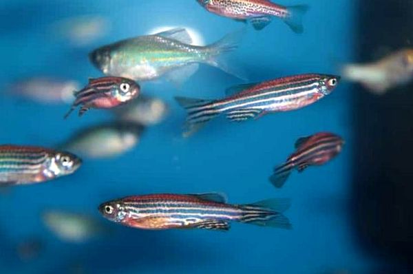 Guía de cuidado completo de Zebra Danio: ¿Es este pez adecuado para su tanque?