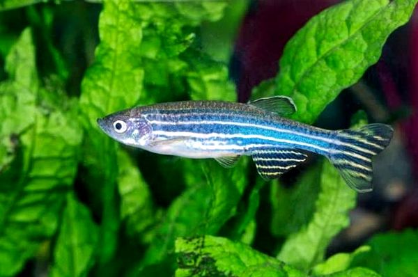 Guía de cuidado completo de Zebra Danio: ¿Es este pez adecuado para su tanque?