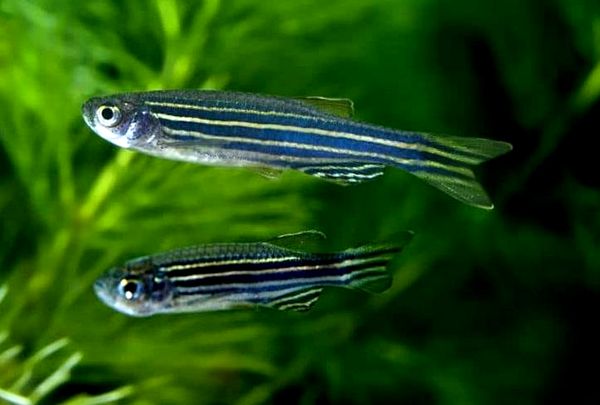 Guía de cuidado completo de Zebra Danio: ¿Es este pez adecuado para su tanque?