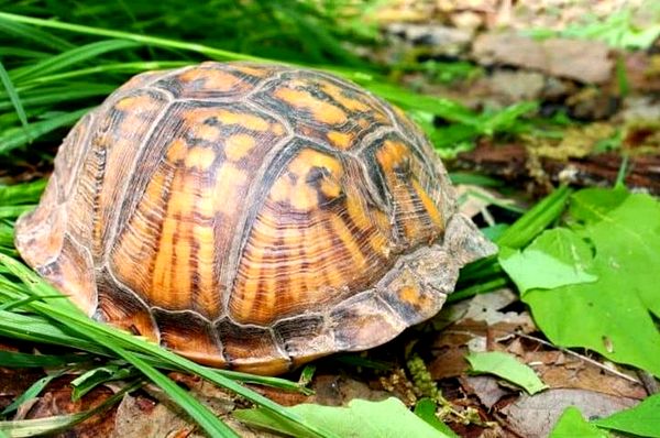 Guía de cuidado completo de la tortuga de caja del este: dieta, hábitat y más ...