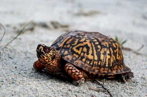 Guía de cuidado completo de la tortuga de caja del este: dieta, hábitat y más ...