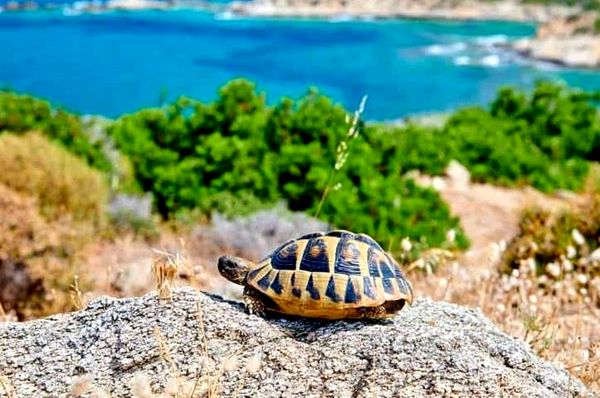 Guía de cuidado completo de la tortuga de caja del este: dieta, hábitat y más ...