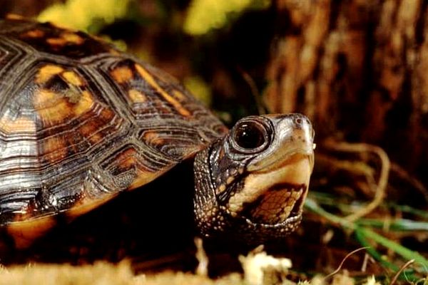 Guía de cuidado completo de la tortuga de caja del este: dieta, hábitat y más ...