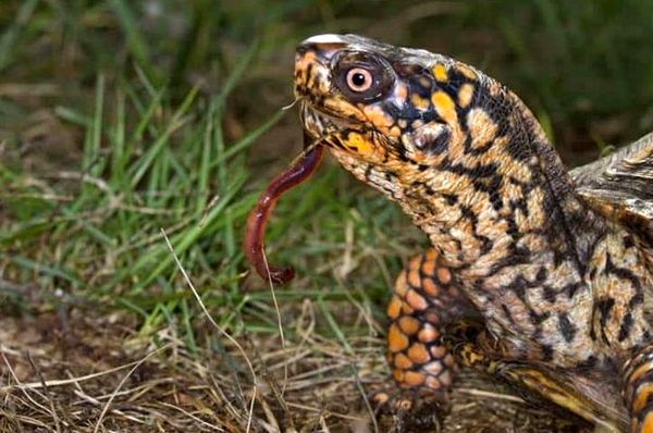 Guía de cuidado completo de la tortuga de caja del este: dieta, hábitat y más ...