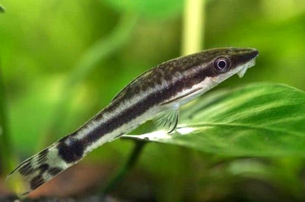 Guía de cuidado de Otocinclus: todo lo que necesita saber sobre estos bagres