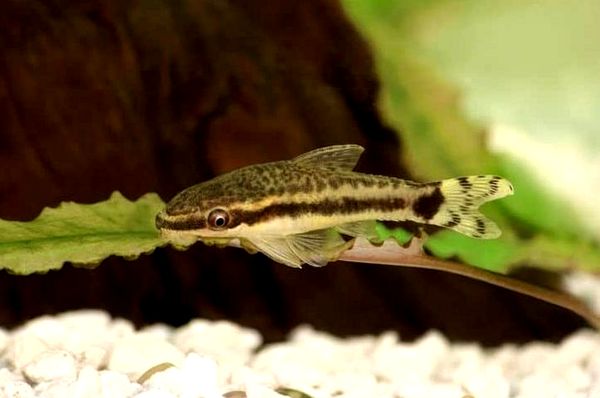 Guía de cuidado de Otocinclus: todo lo que necesita saber sobre estos bagres