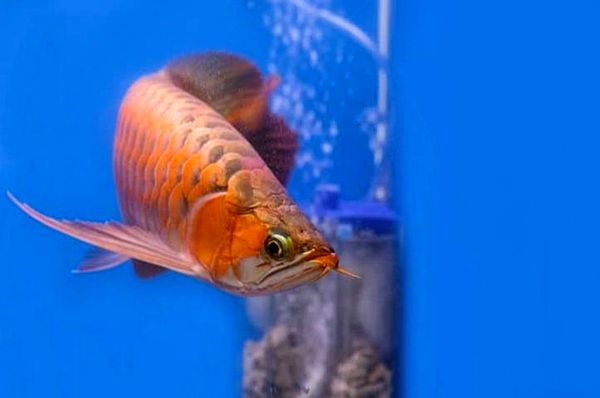 Guía de cuidado de Red Arowana: ¿Una joya de la corona de Fishkeeper?