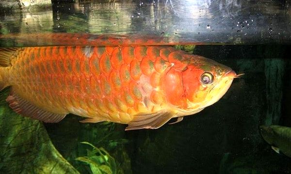 Guía de cuidado de Red Arowana: ¿Una joya de la corona de Fishkeeper?