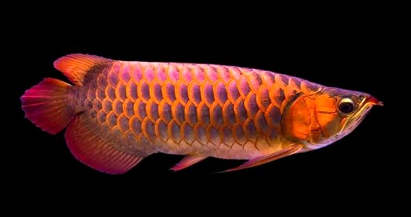 Guía de cuidado de Red Arowana: ¿Una joya de la corona de Fishkeeper?