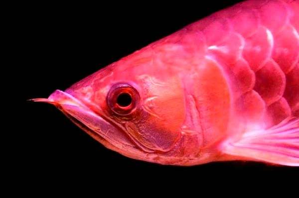 Guía de cuidado de Red Arowana: ¿Una joya de la corona de Fishkeeper?