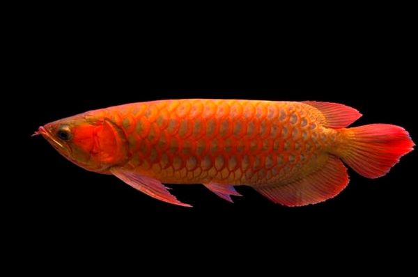 Guía de cuidado de Red Arowana: ¿Una joya de la corona de Fishkeeper?