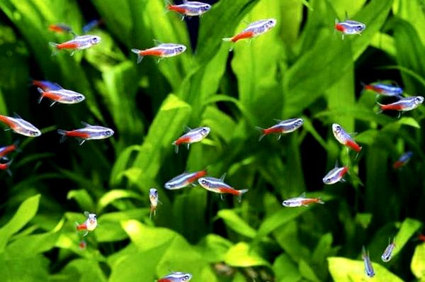 Guía de cuidado de Scarlet Badis: compañeros de tanque, alimentación y reproducción