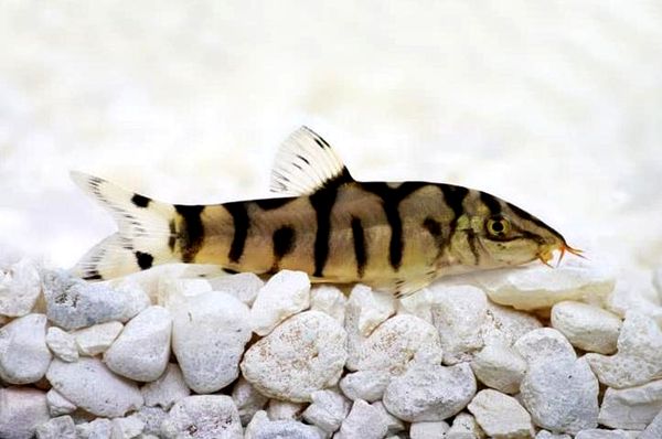 Guía de cuidado de Yoyo Loach: tamaño, cría y mucho más ...