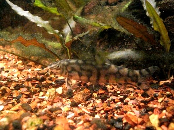 Guía de cuidado de Yoyo Loach: tamaño, cría y mucho más ...