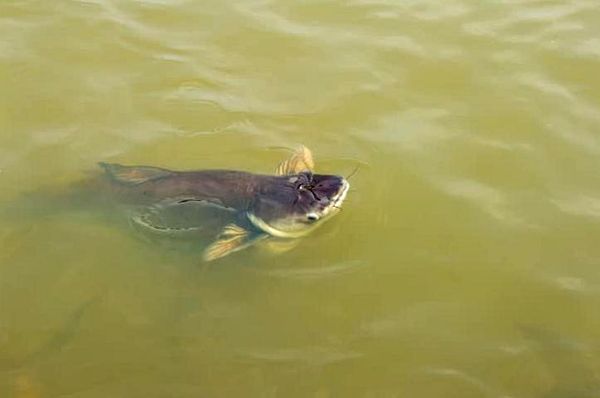 Guía de cuidado de tiburones iridiscentes: compañeros de tanque, tamaño del tanque, tasa de crecimiento