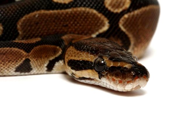 Historia de Ball Python Morph