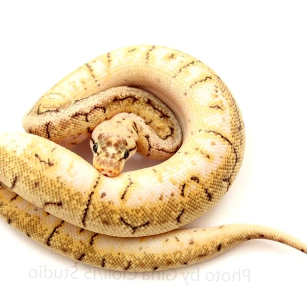 Historia de Ball Python Morph