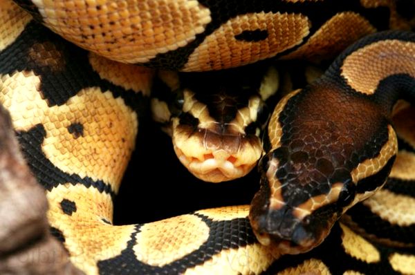 Historia de Ball Python Morph