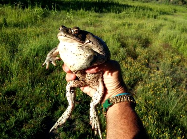 Historia natural y cuidado cautivo del sapo del río Colorado