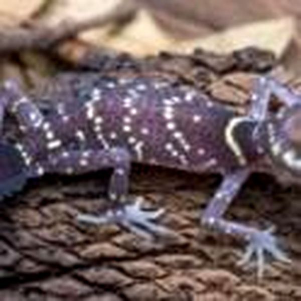 Hoja de cuidado de Australian Barking Gecko