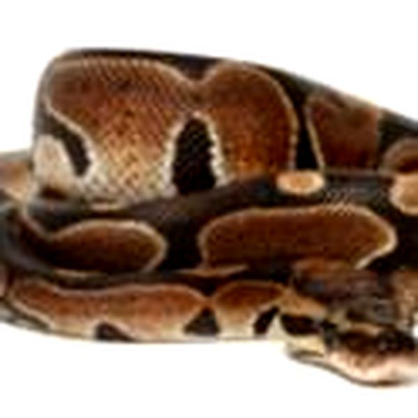 Hoja de cuidado de Ball Python