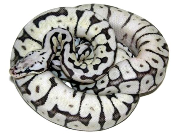 Hoja de cuidado de Ball Python