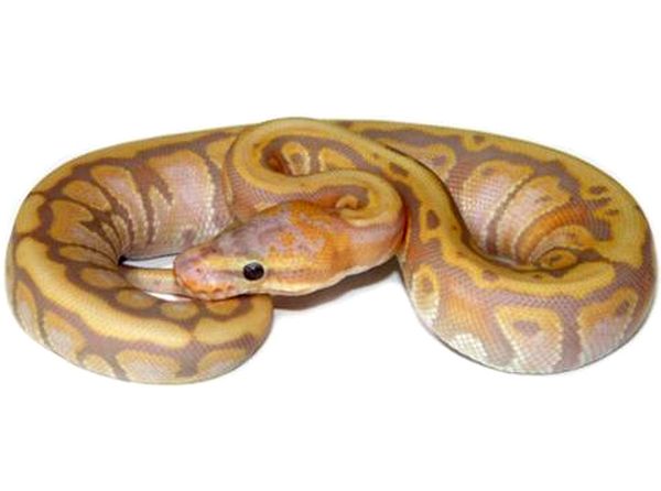 Hoja de cuidado de Ball Python