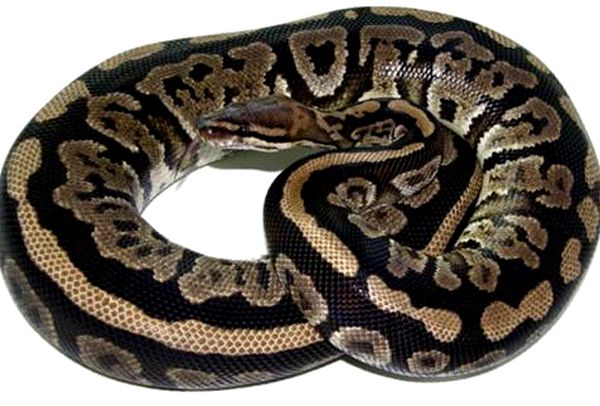 Hoja de cuidado de Ball Python