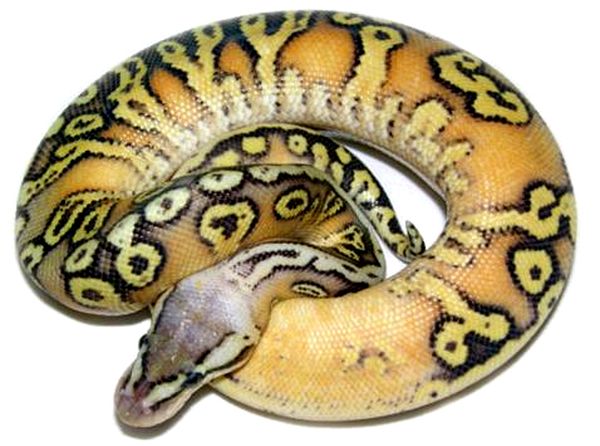 Hoja de cuidado de Ball Python