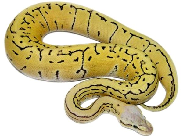 Hoja de cuidado de Ball Python