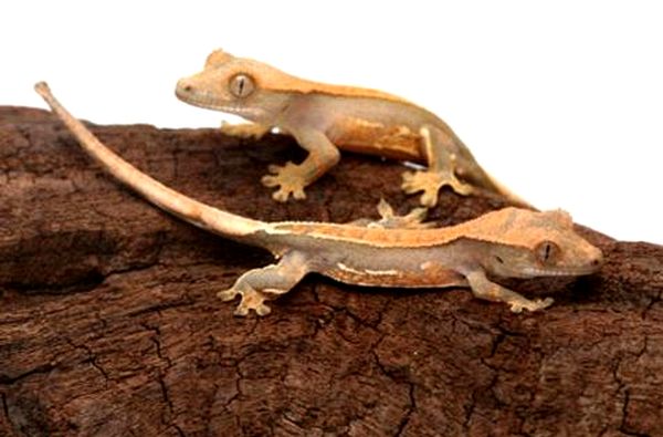 Hoja de cuidado de Crested Gecko