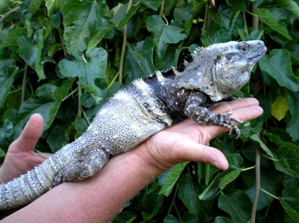 Hoja de cuidado de la iguana de cola espinosa