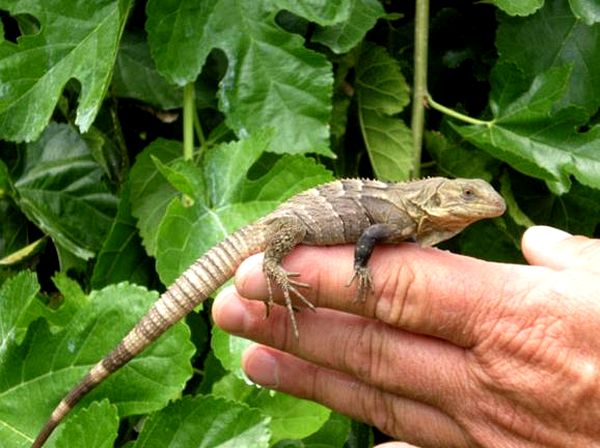 Hoja de cuidado de la iguana de cola espinosa