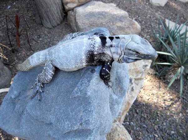 Hoja de cuidado de la iguana de cola espinosa