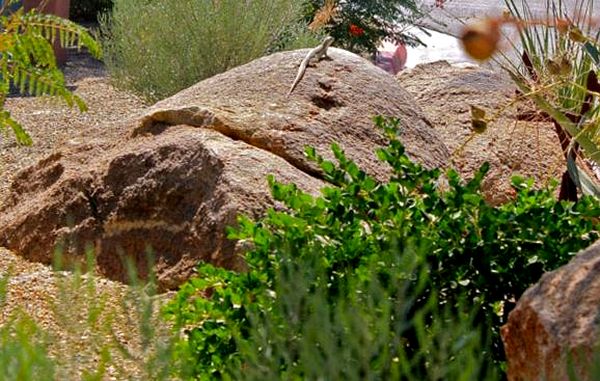 Hoja de cuidado de la iguana del desierto