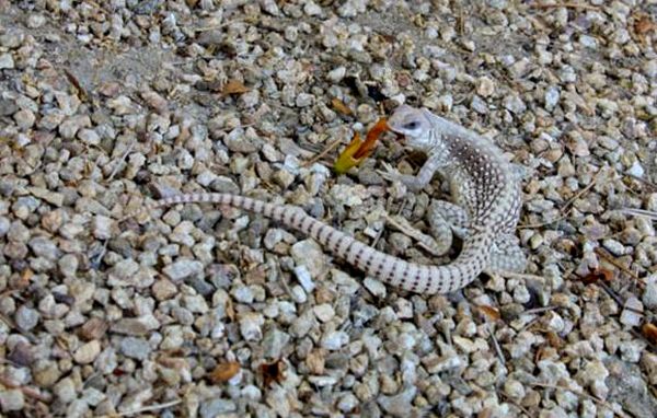 Hoja de cuidado de la iguana del desierto