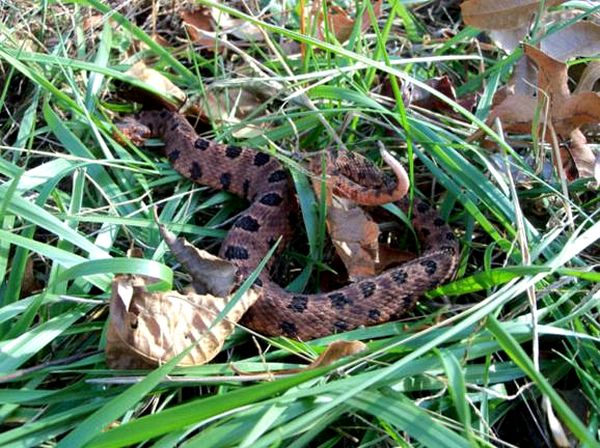 Hoja de cuidado de la serpiente de cascabel pigmea