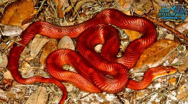 Hoja de cuidado de la serpiente de maíz