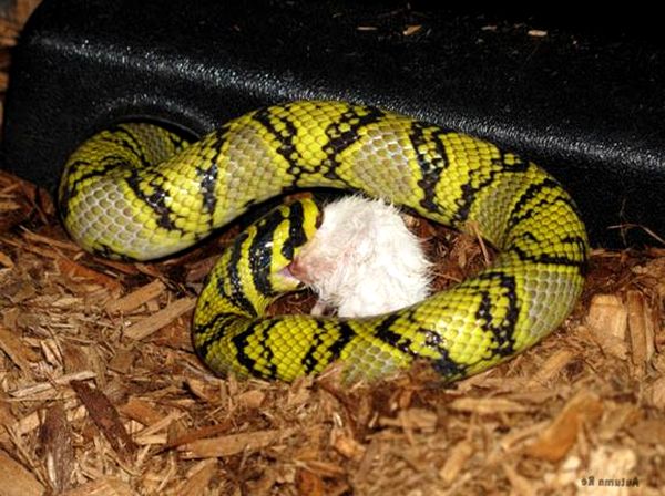 Hoja de cuidado de la serpiente rata mandarina