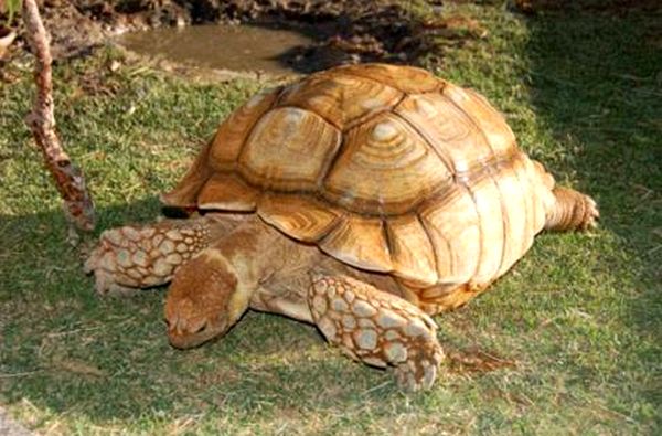 Hoja de cuidado de la tortuga Sulcata