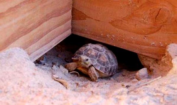 Hoja de cuidado de la tortuga Sulcata