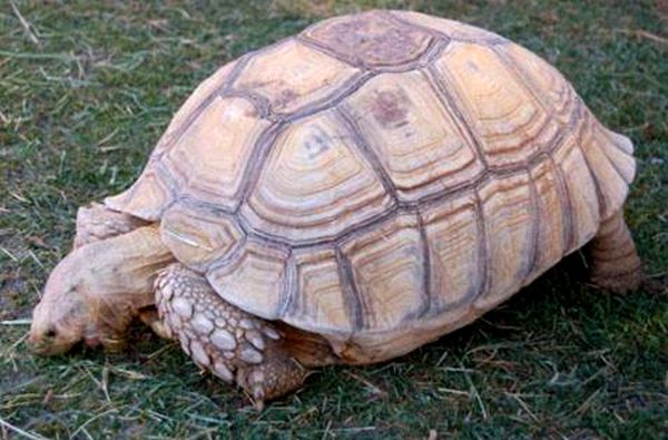 Hoja de cuidado de la tortuga Sulcata