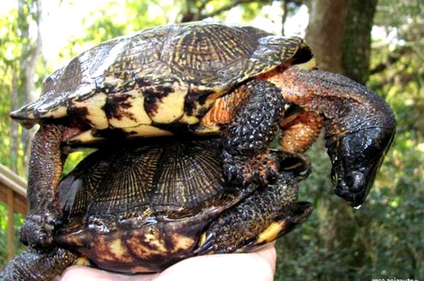 Hoja de cuidado de la tortuga de madera