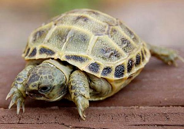 Hoja de cuidado de la tortuga rusa