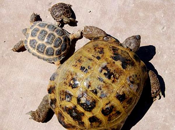 Hoja de cuidado de la tortuga rusa