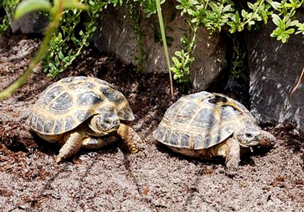 Hoja de cuidado de la tortuga rusa