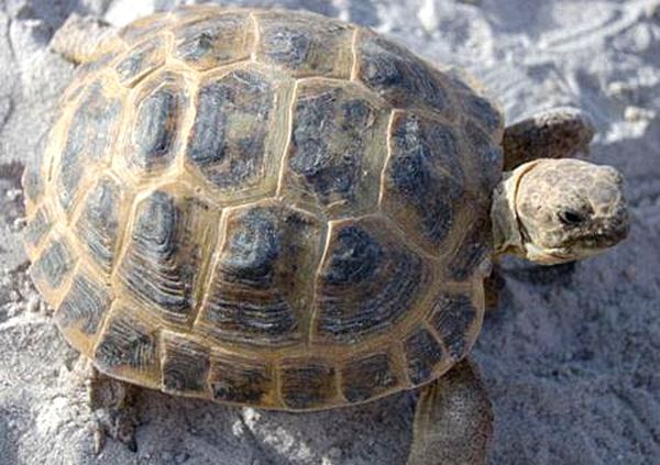 Hoja de cuidado de la tortuga rusa